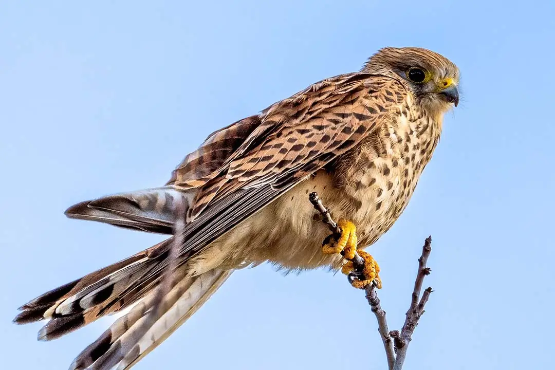 Greater kestrel Large